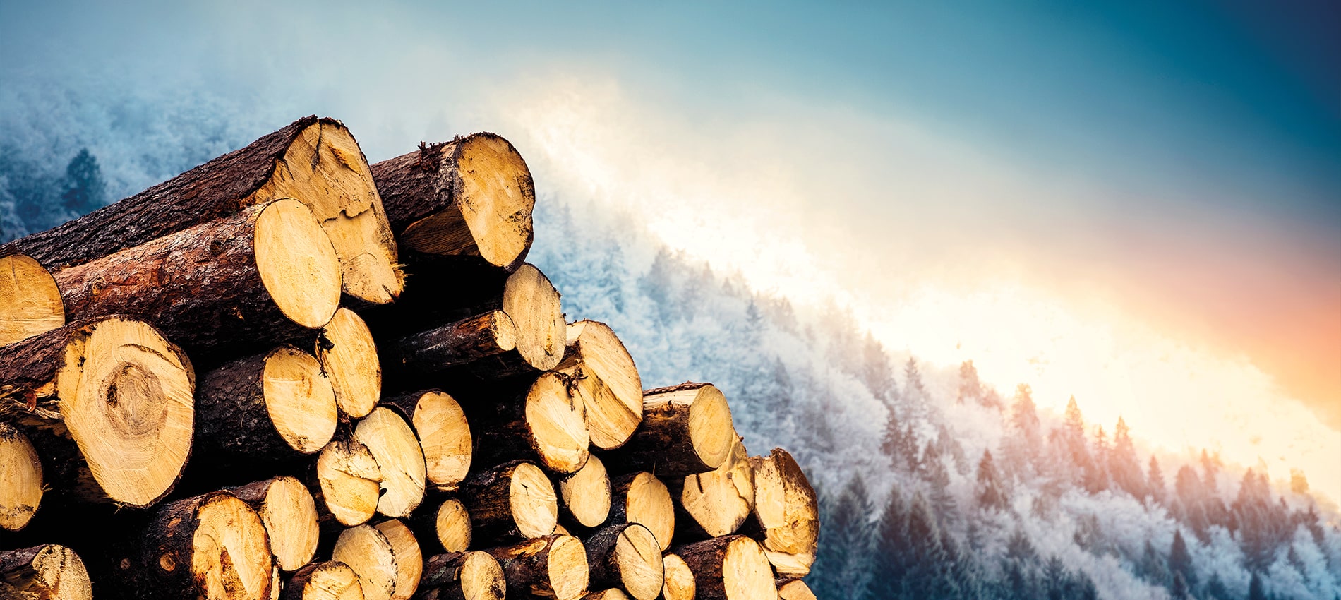 Maximizing the Value of Timber on Your Property