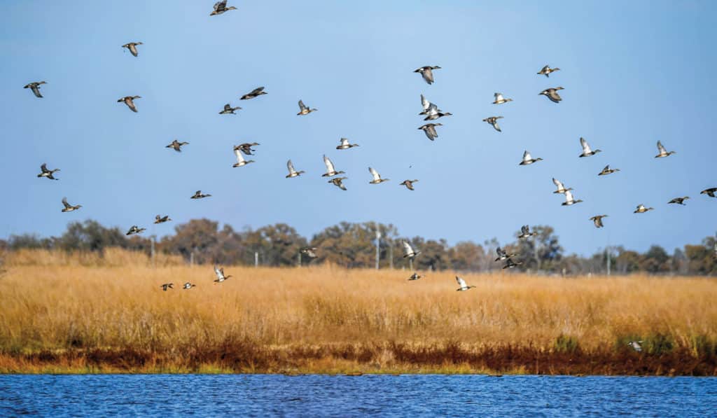 Featured Listing Lakes of Gibbons Creek