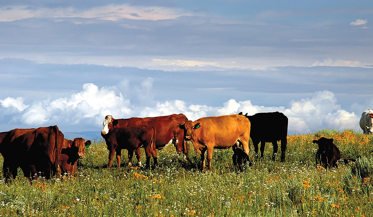 On the Cover Bar J Ranch