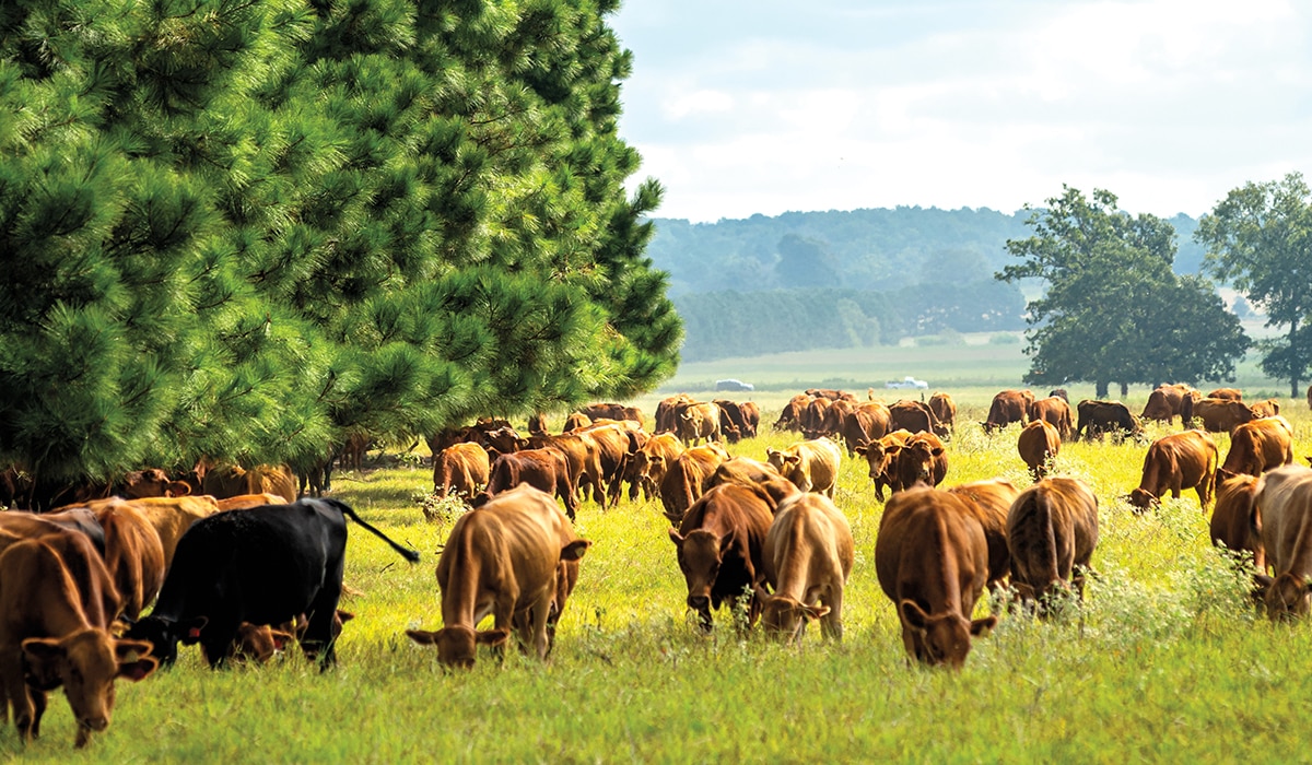 Featured Listing Elkhart Ranch