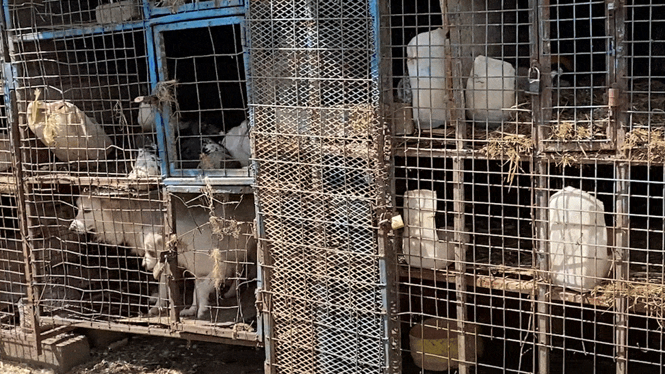 The truth about illegal puppy mills in Kenya Network for Animals