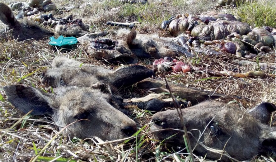 Horror! Zwei Millionen Kängurus werden jedes Jahr geschlachtet, um Fußballschuhe herzustellen