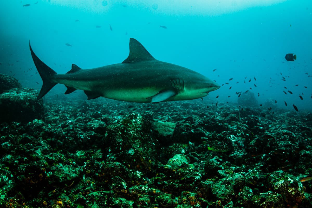 Costa Rica erhöht den Schutz von Meereslebewesen Costa Rica’s Pristine