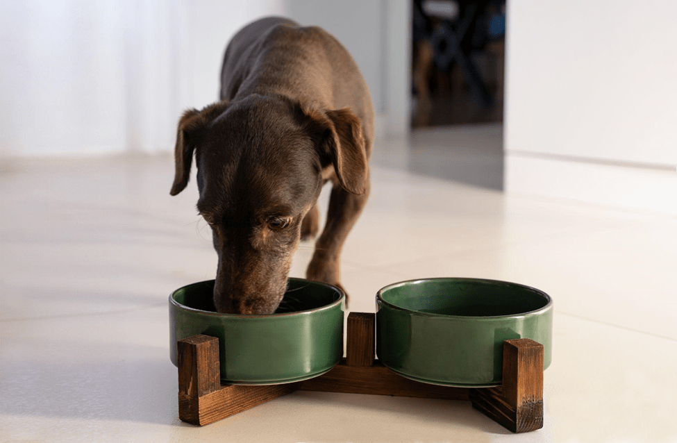 What Do Dachshunds Eat? NeuFutur Magazine