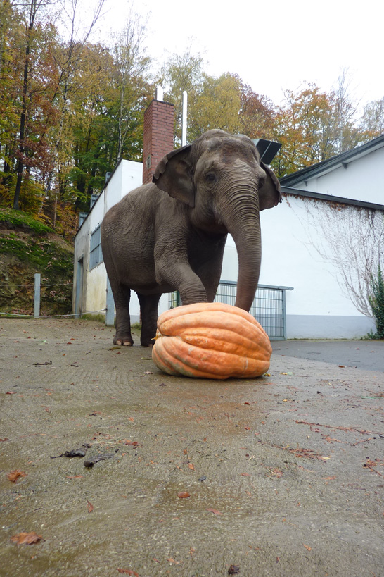 Mach’s gut alte Freundin! Neunkircher Zoo