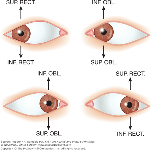Chapter 14. Disorders of Ocular Movement and Pupillary Function