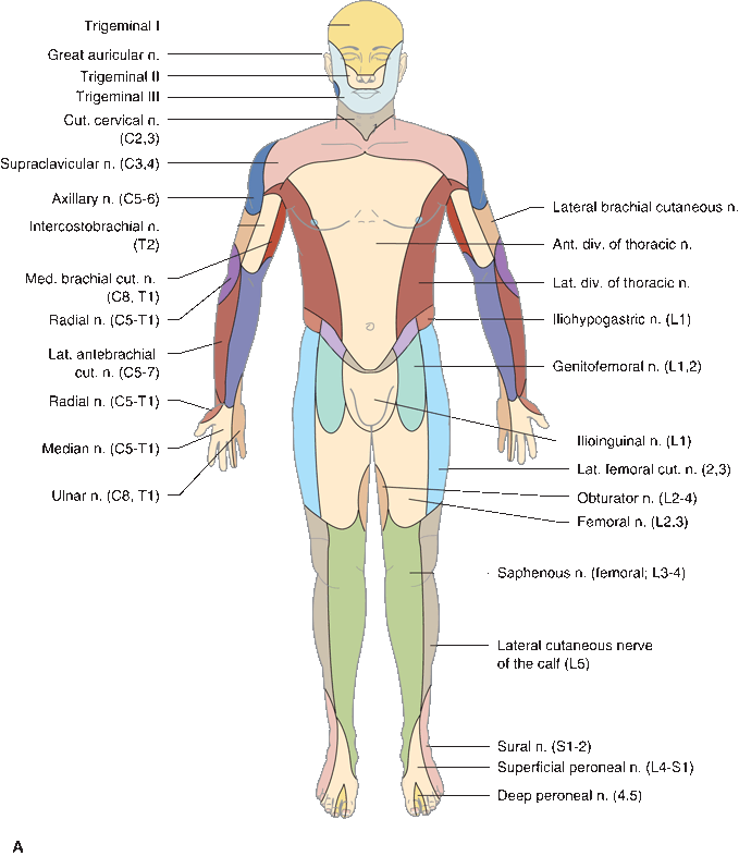 Sensory Localization Neupsy Key