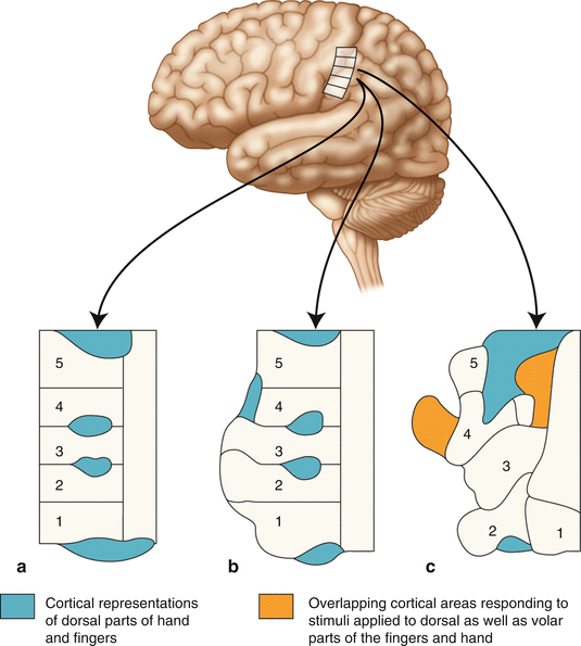 How the Hand Shapes the Brain Neupsy Key