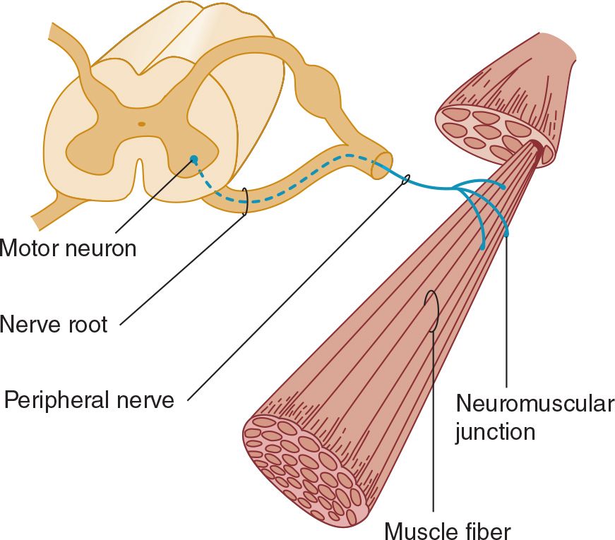 Motor Disorders Neupsy Key
