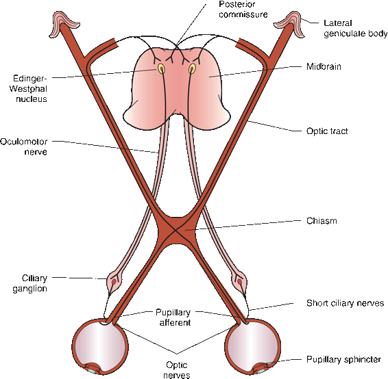The Optic Nerve Neupsy Key