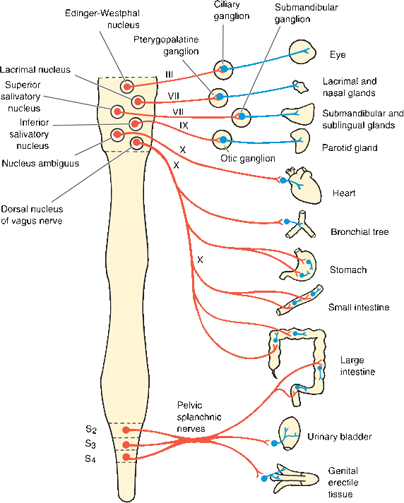 The Autonomic Nervous System Neupsy Key