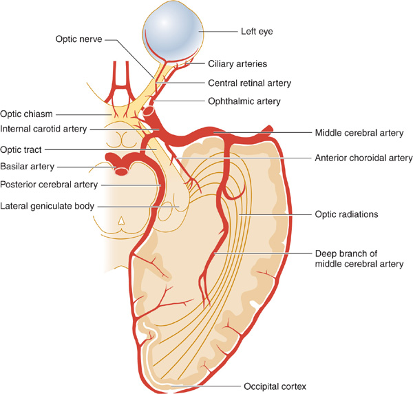 NeuroOphthalmic Disorders Neupsy Key