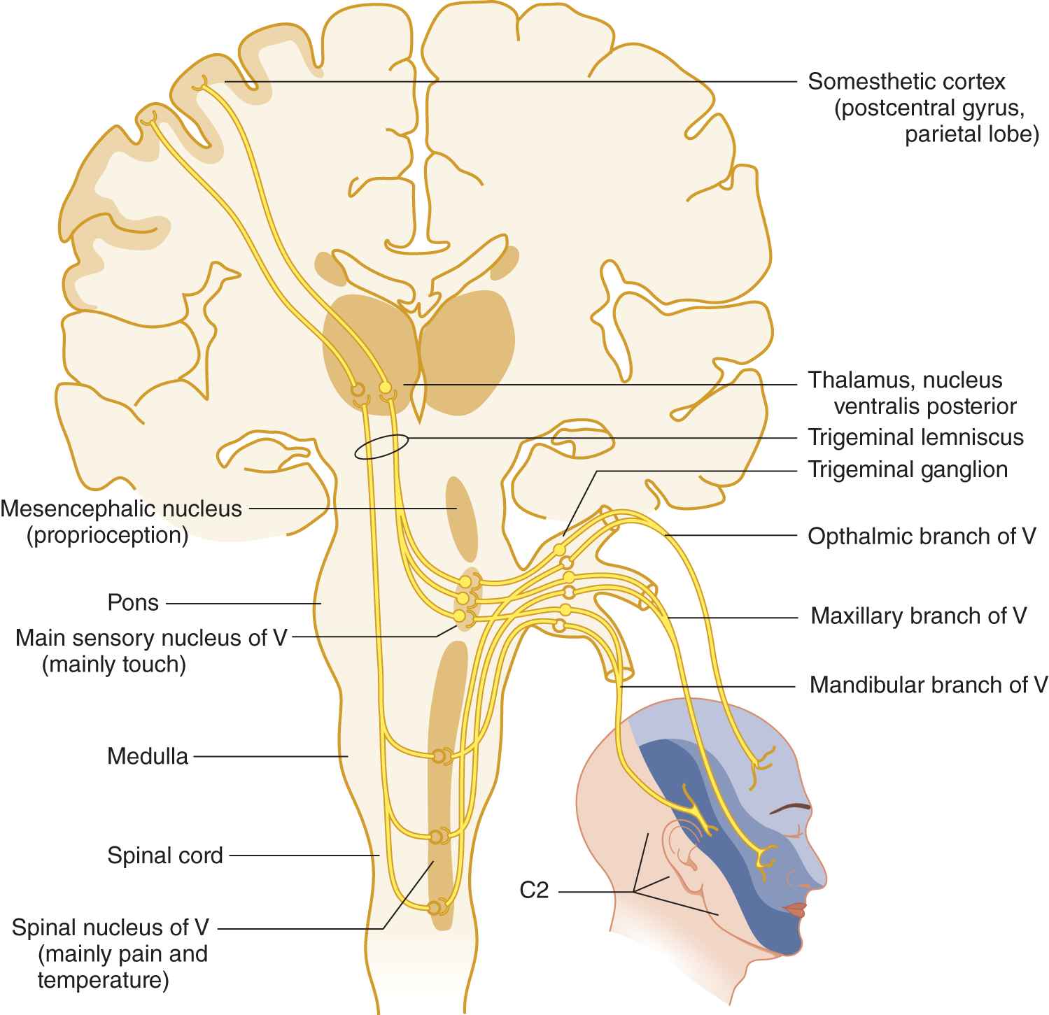 Pathway Of Trigeminal Nerve