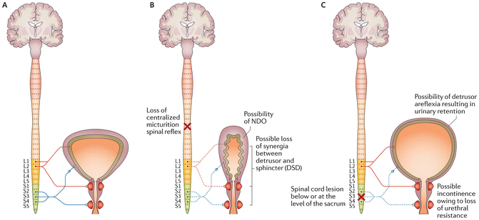 Types Of Bladder Nerves : Nerve: anatomy, definition, types, functions ...