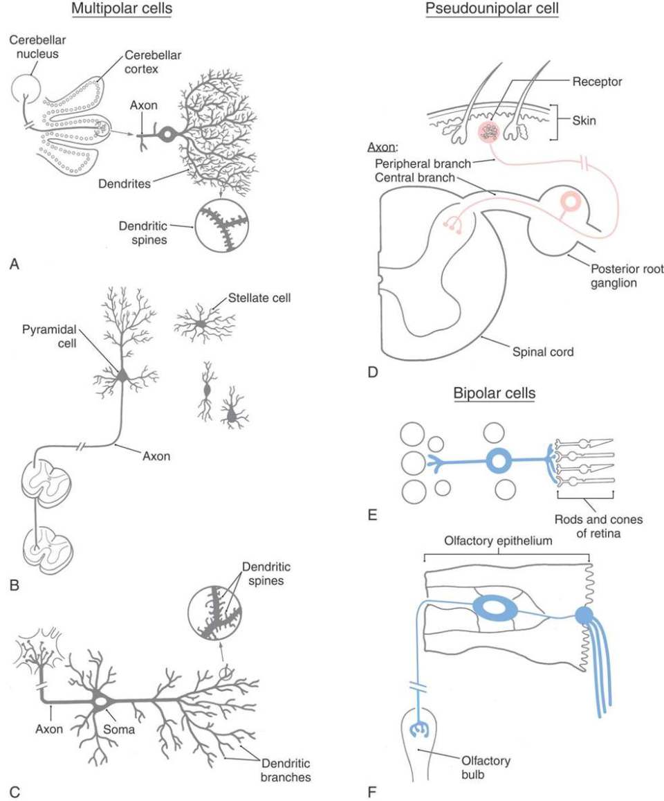 The Cell Biology Of Neurons And Glia Neupsy Key
