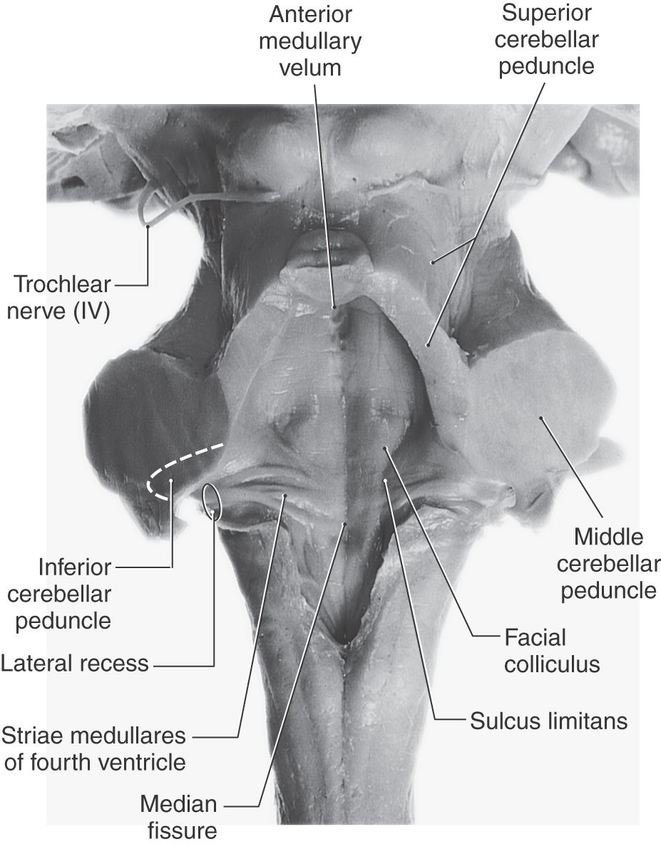The Pons and Cerebellum Neupsy Key
