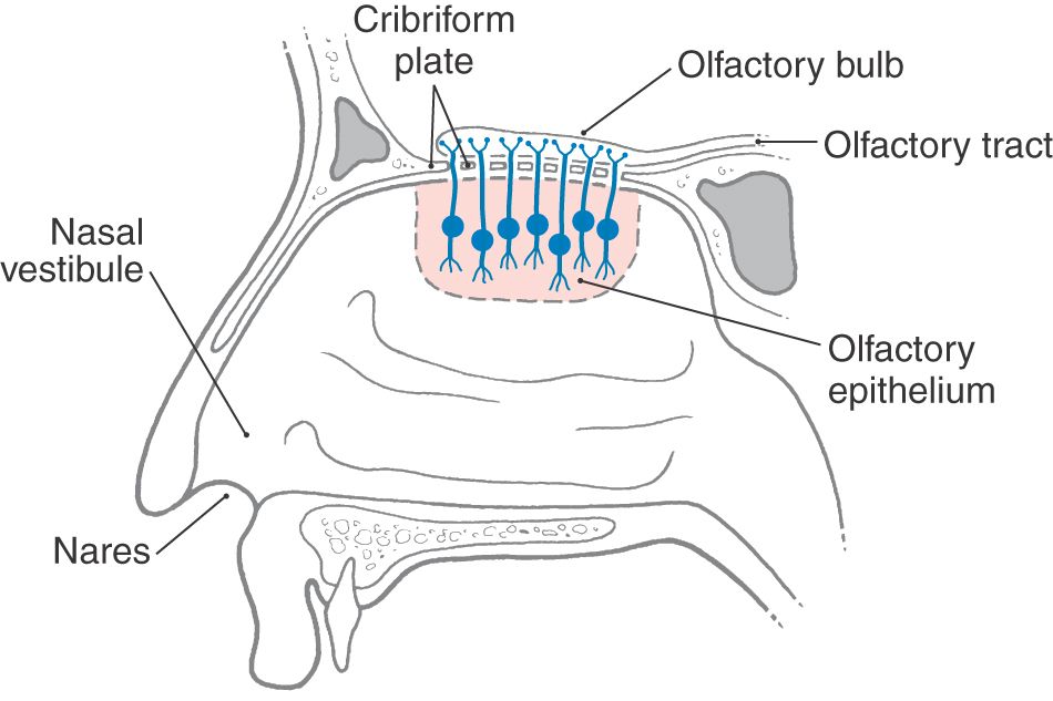 Olfaction and Taste | Neupsy Key
