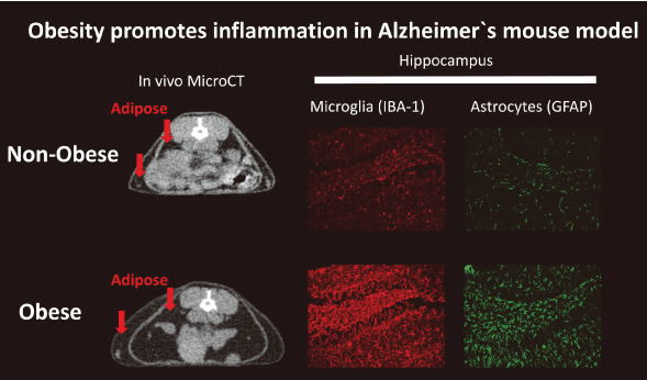 Neurobiology of Aging & Disease Laboratory