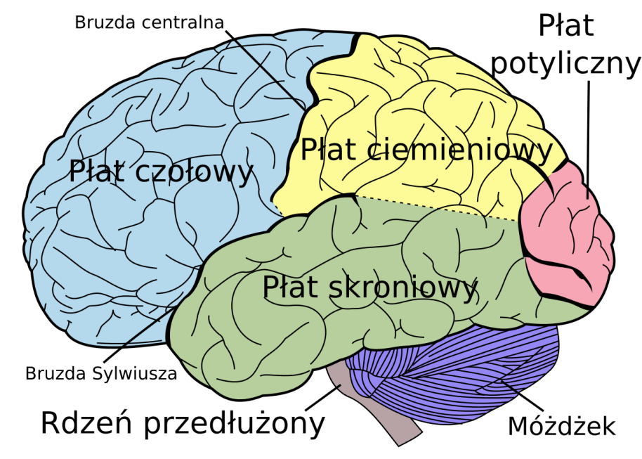 Co mówi mózg Twojego klienta i jak to odczytać? ASM Neuro Lab