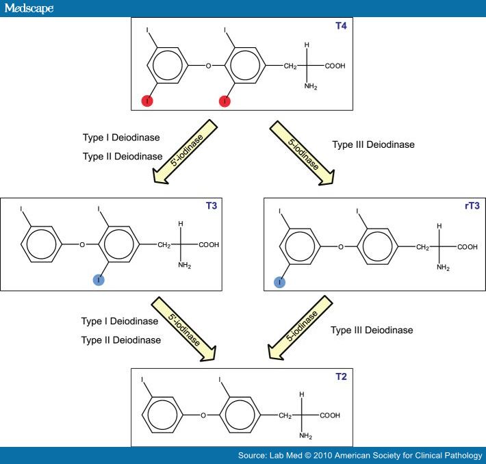T3 and reverse T3 Slight differences, considerable clinical