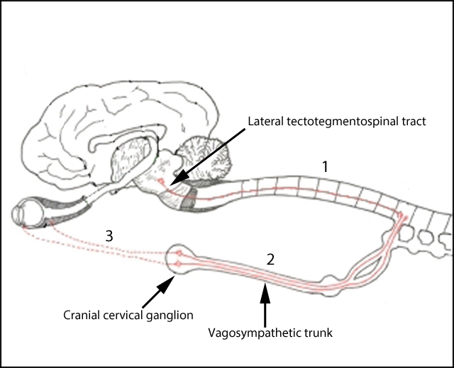 Horners Neurology Networks