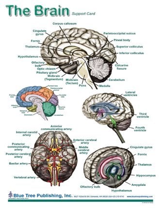 Brain Anatomical Charts - Laminated - Neuroscience News