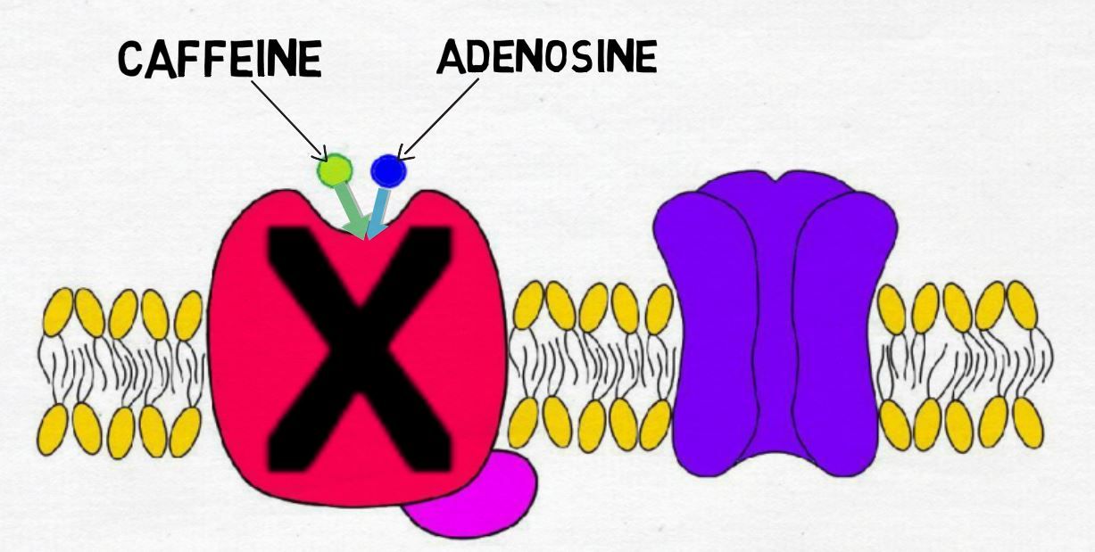 2Minute Neuroscience Caffeine