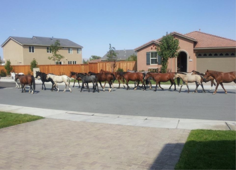Reno horses vie with homebuilders for habitat • Nevada Current