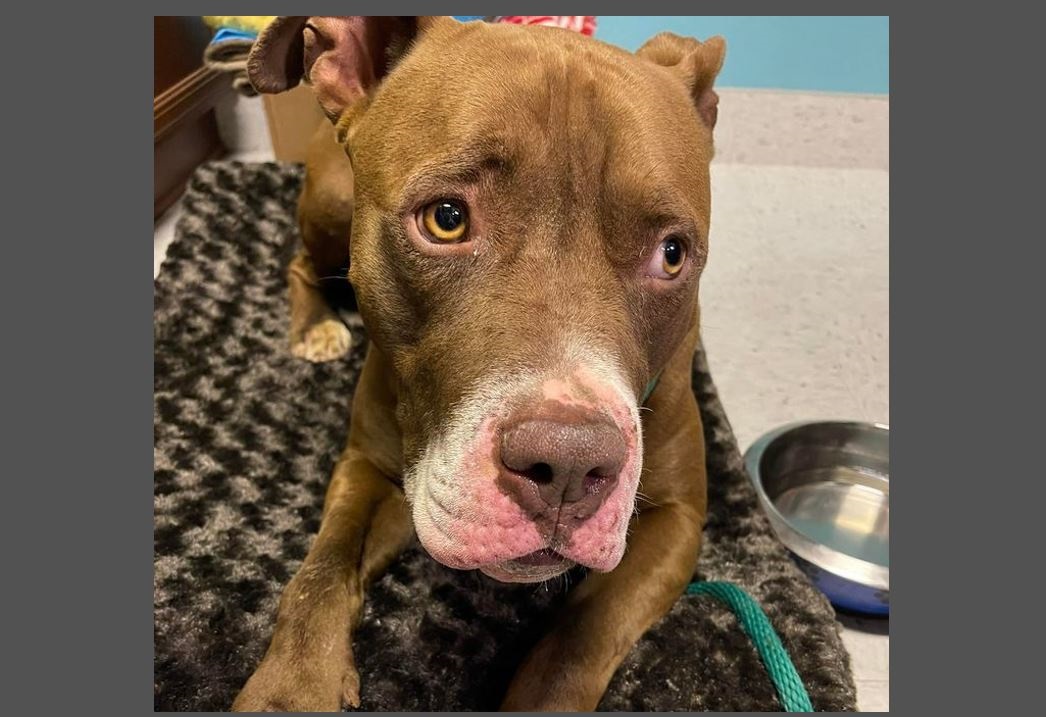 Shelter’s reliance on rescues leaves dogs kenneled for months, even