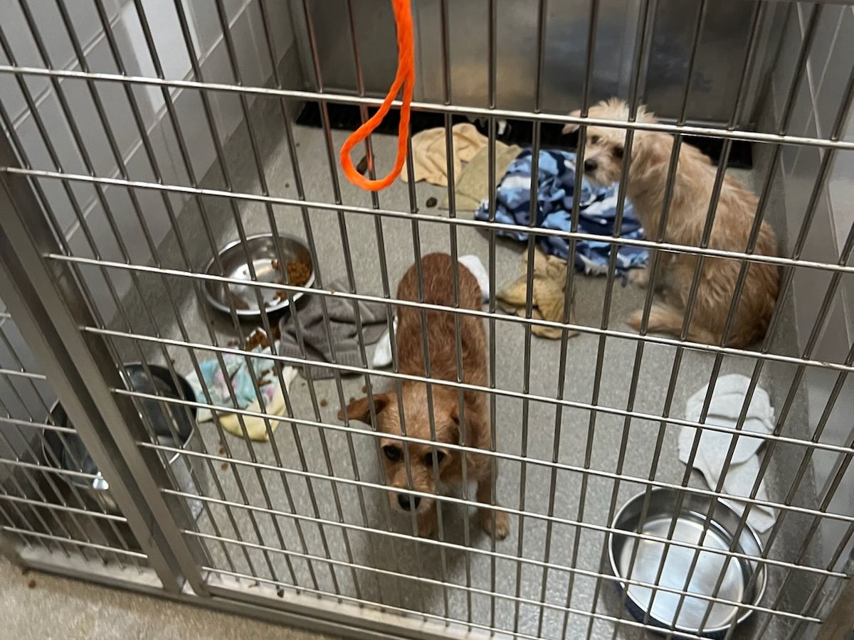 Report Animal Foundation ‘on the brink of a crisis' • Nevada Current