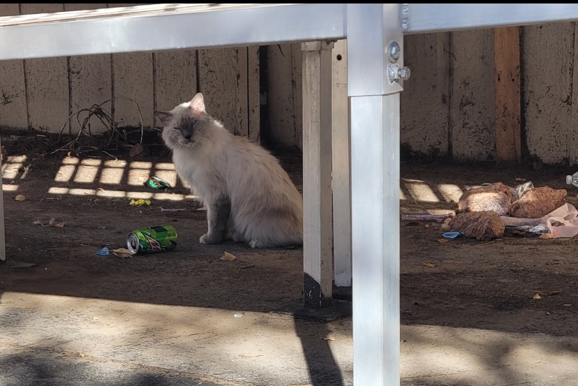 Where Are Dogs Allowed In Las Vegas