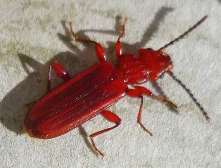 Baker Correspondence June 2018 NevadaGram from the Nevada Travel Network