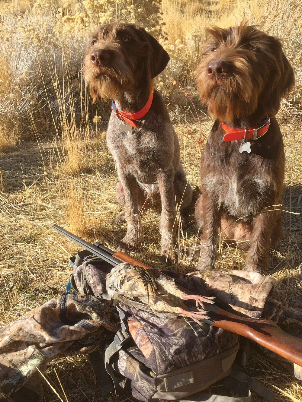 Chukar Hunting