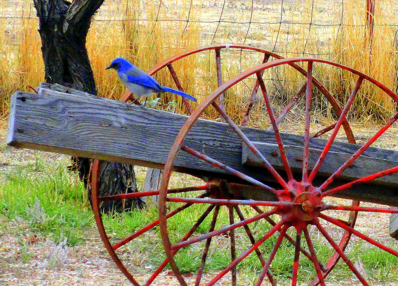 Nevada state song lyrics Nevada Trivia