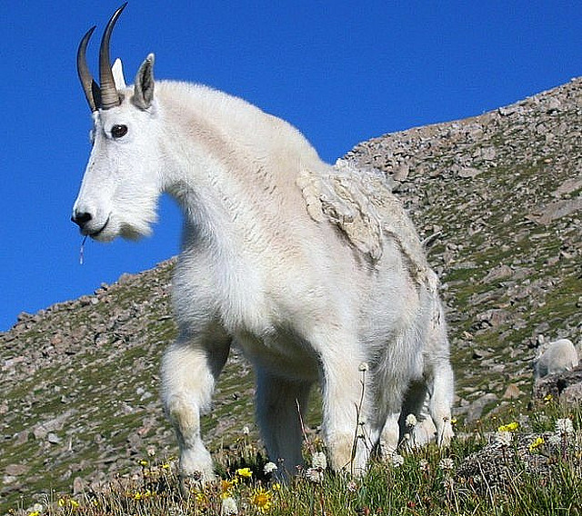 List 98+ Pictures What Is A Mountain Goat With Large Horns Superb