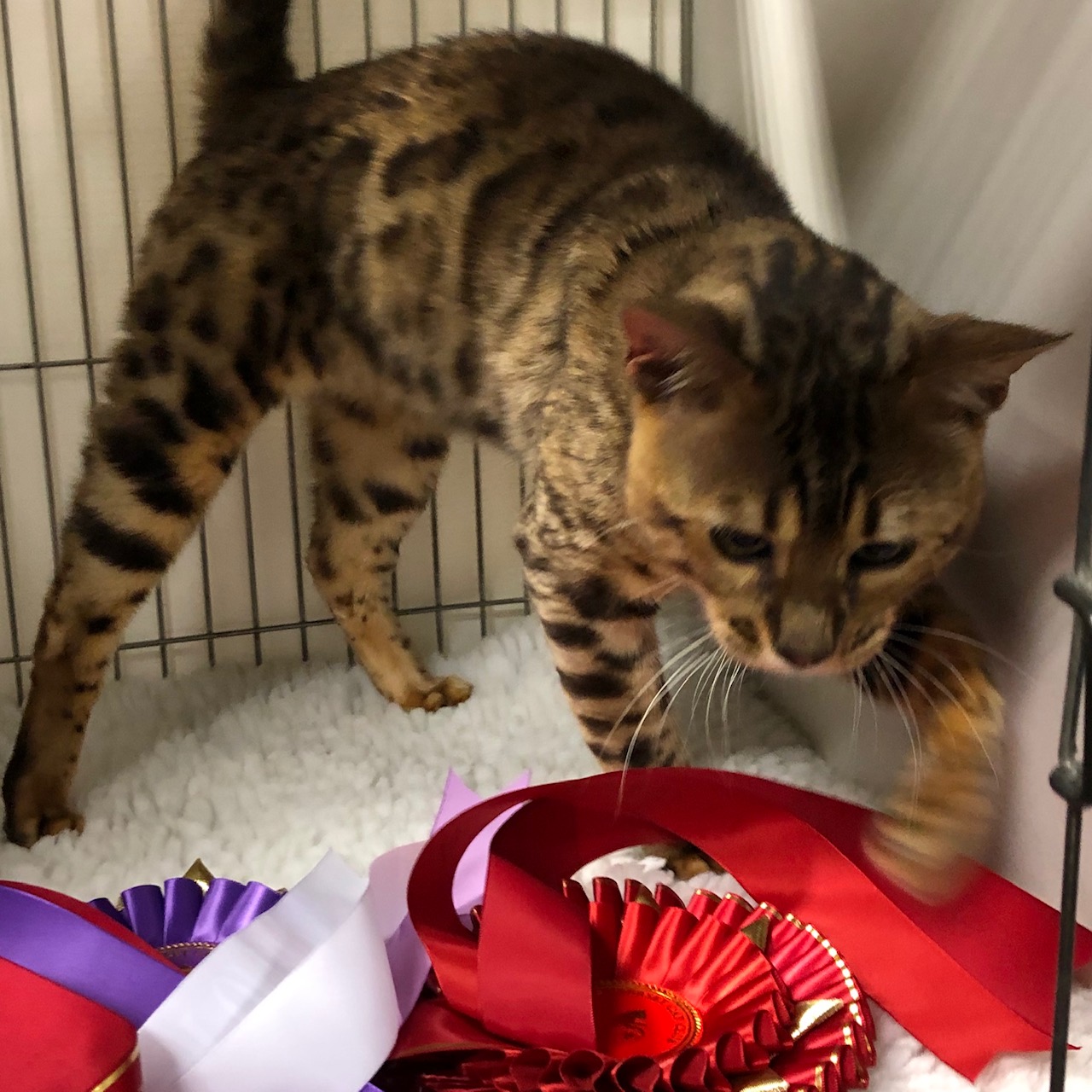 Bengal Kittens For Sale Nevaeh Bengals