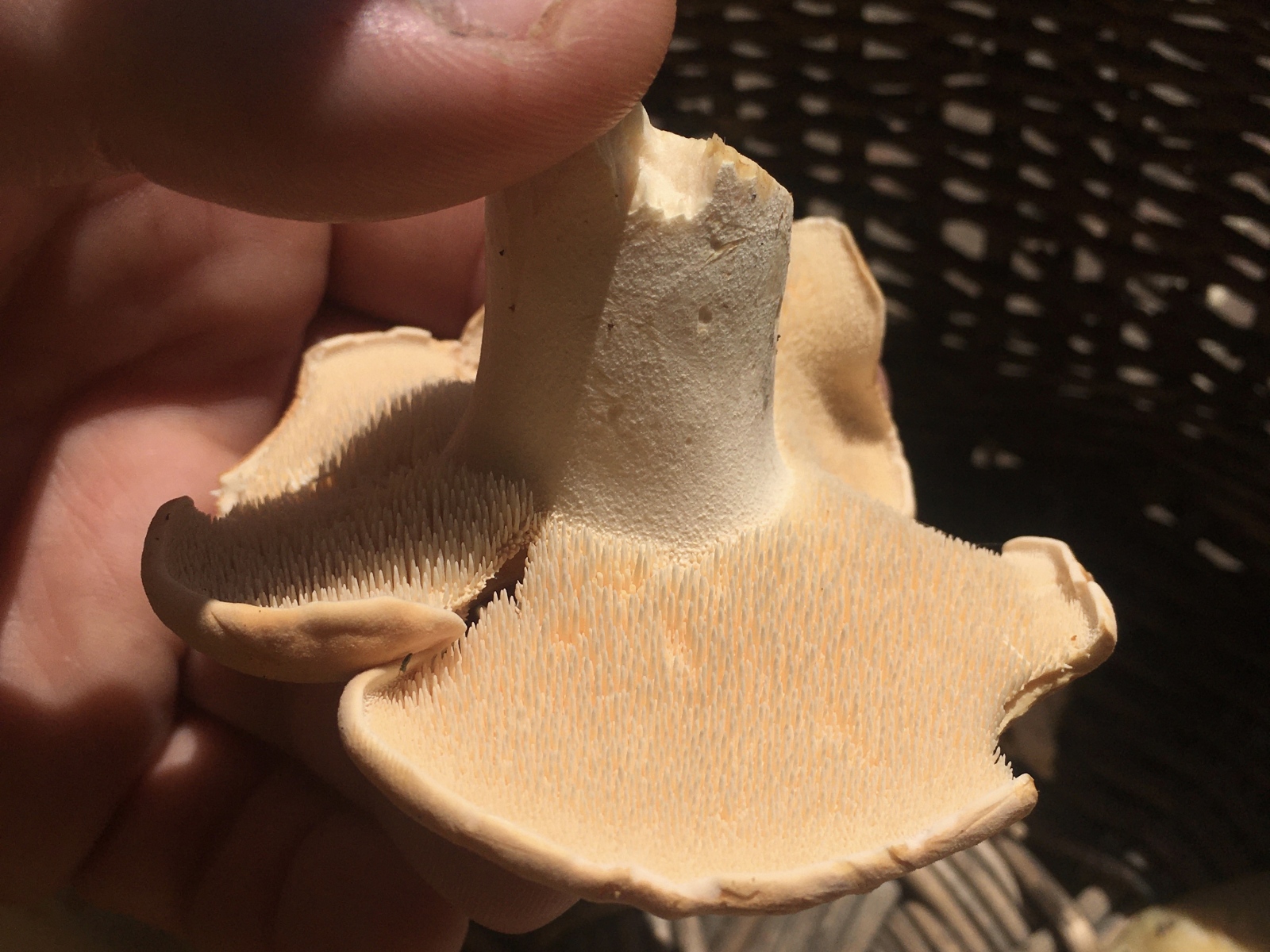 Foraging in Minnesota Hedgehog Mushrooms
