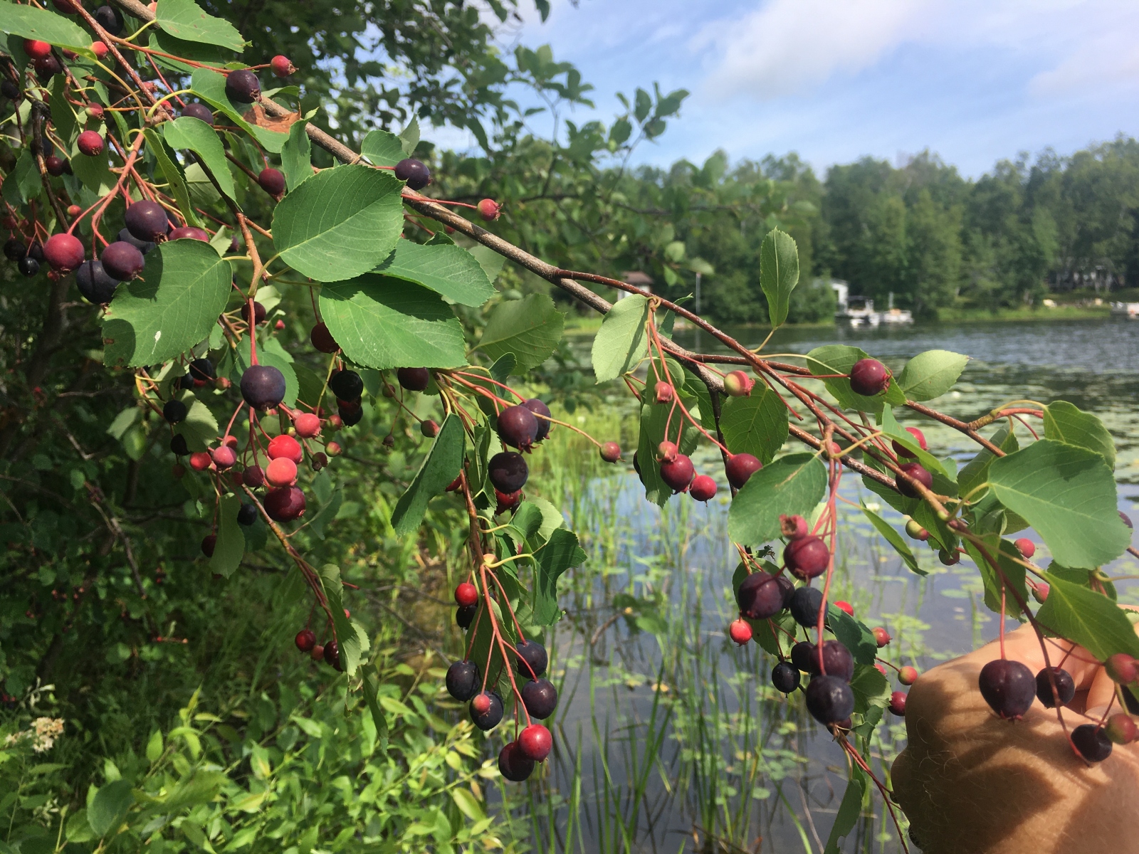 Foraging in Minnesota Juneberries Never A Goose Chase