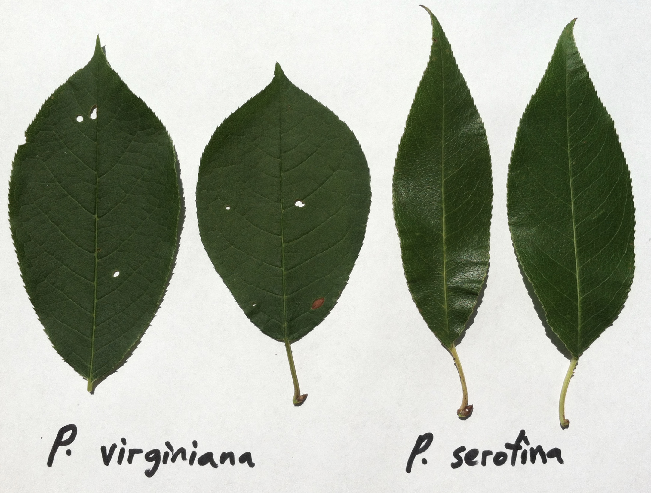 Black Cherry Leaf Fall