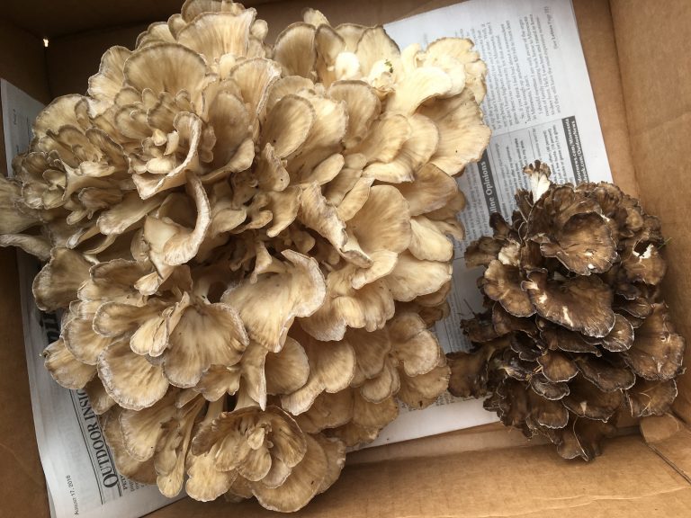 Foraging in Minnesota Maitake Never A Goose Chase
