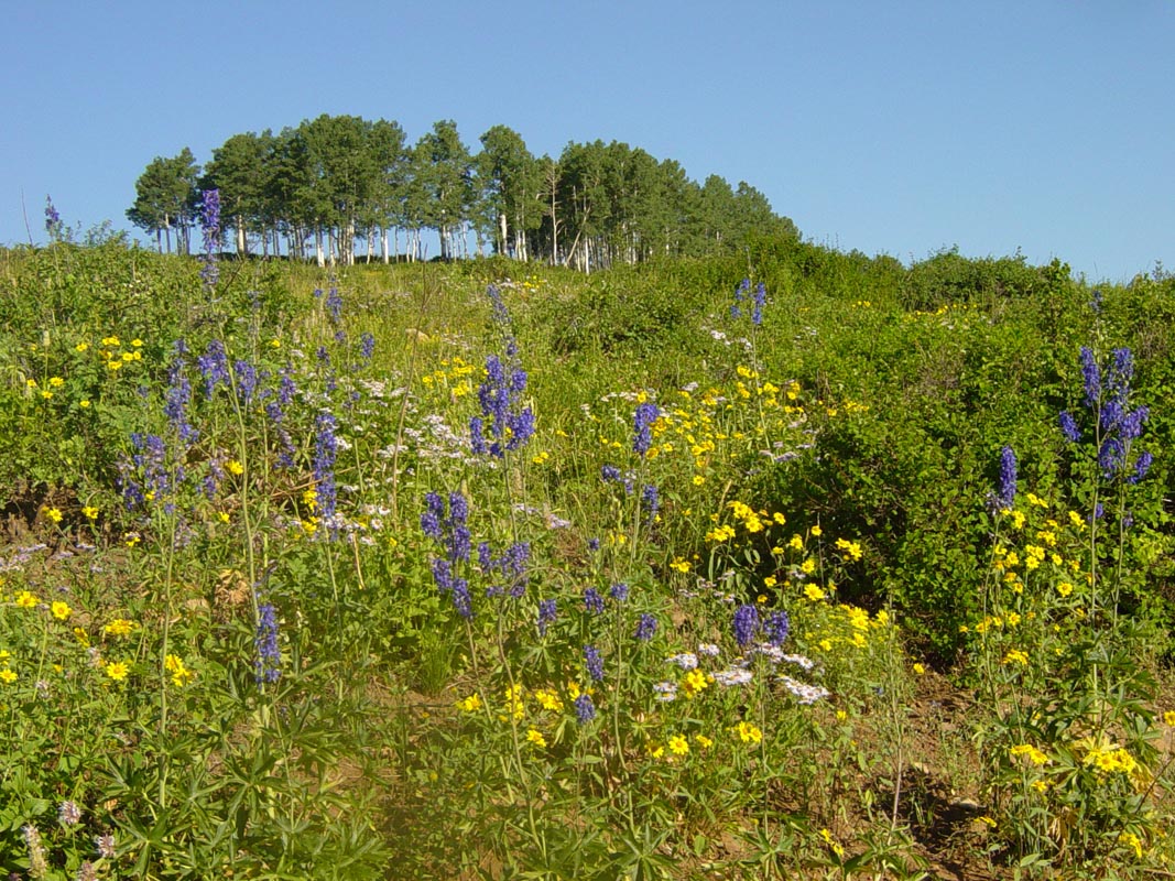Fillmore, Pahvant, Any Elk Unit Profile Never Stop Hunting