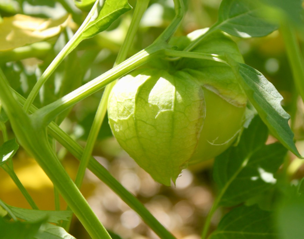 How to Grow Epic Tomatillos NEVER ENOUGH thyme
