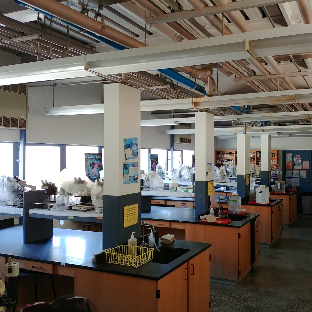 Fresh sea water is pumped direct into the labs (blue pipes).