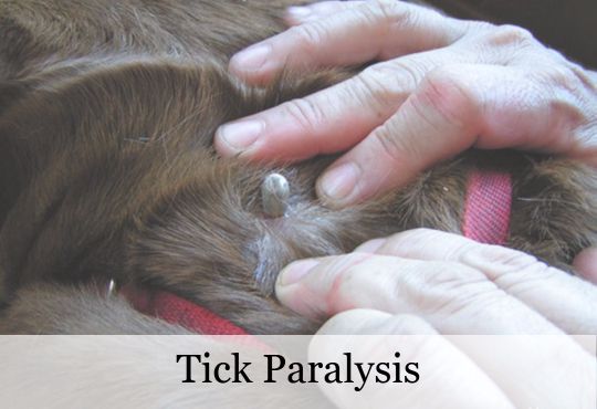 Tick Bite Lump On Cat Cat Breeds