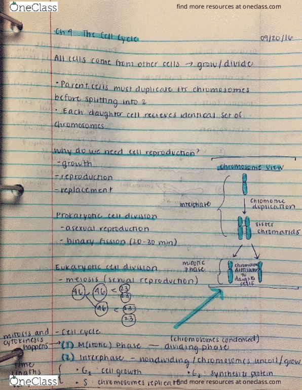 BIO 181 Lecture 4 Ch 4 The Cell Cycle OneClass