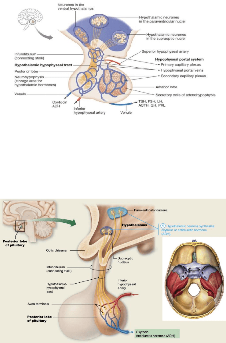 BIOM2071 Lecture Notes Fall 2019, Lecture 8 Hypophyseal Portal