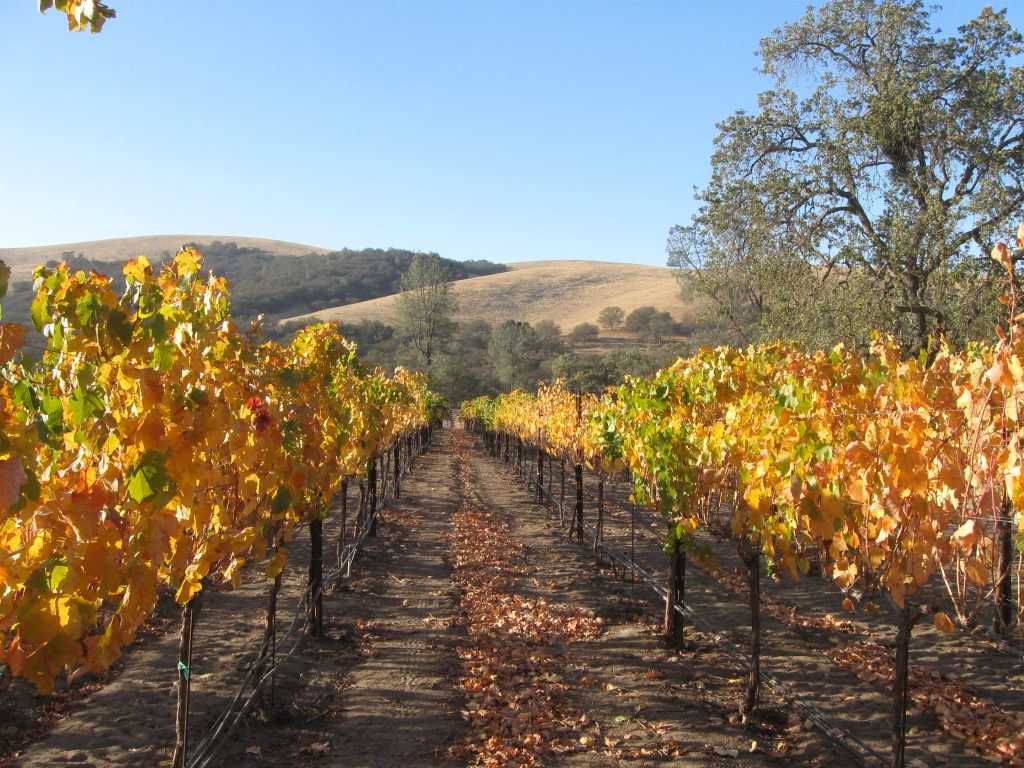 A Thanksgiving Appetizer from Paso Robles Wine Country Back Roads