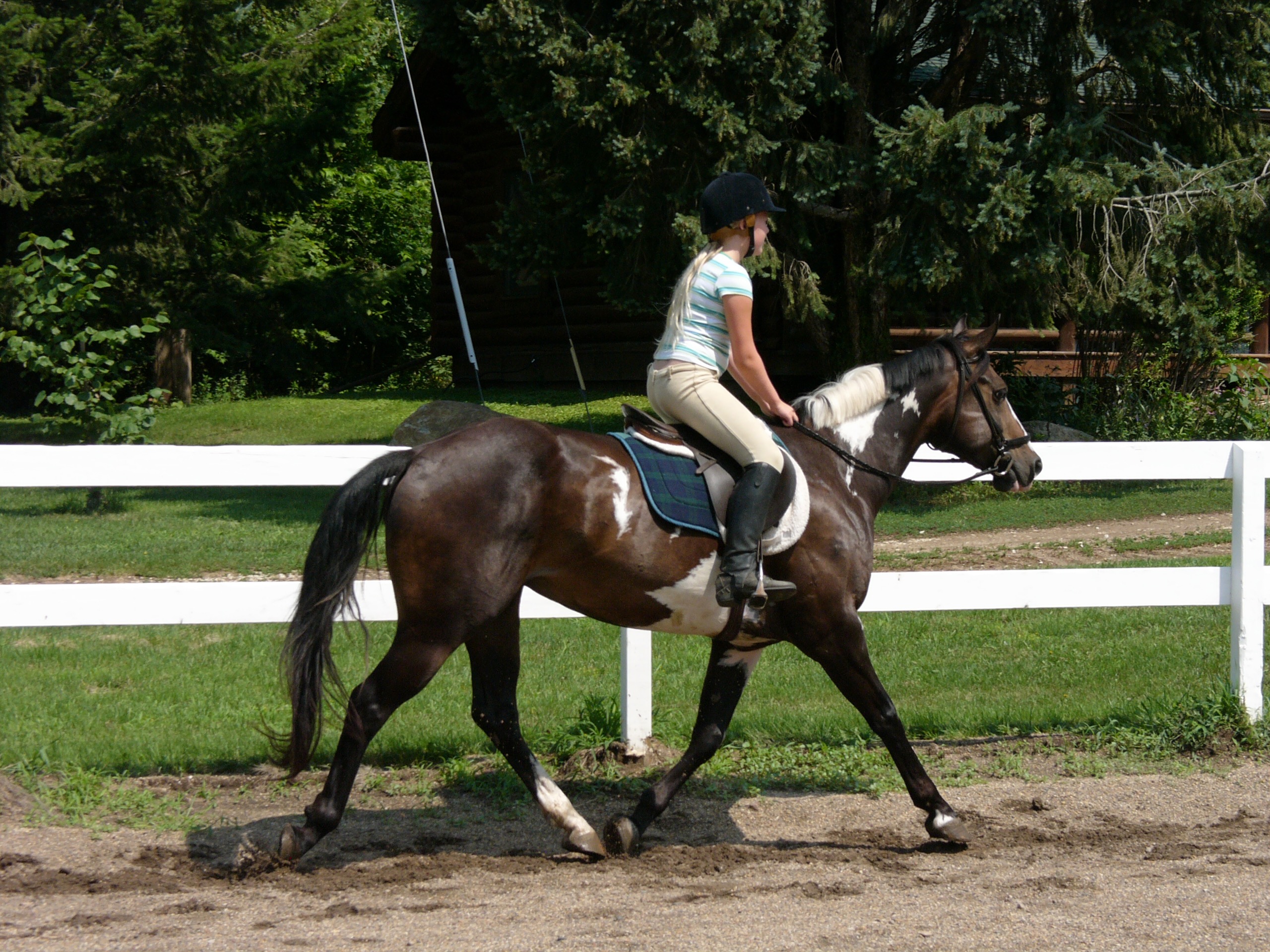 Irish Run Farms QualityCare Horse Boarding, Lessons and Doggie