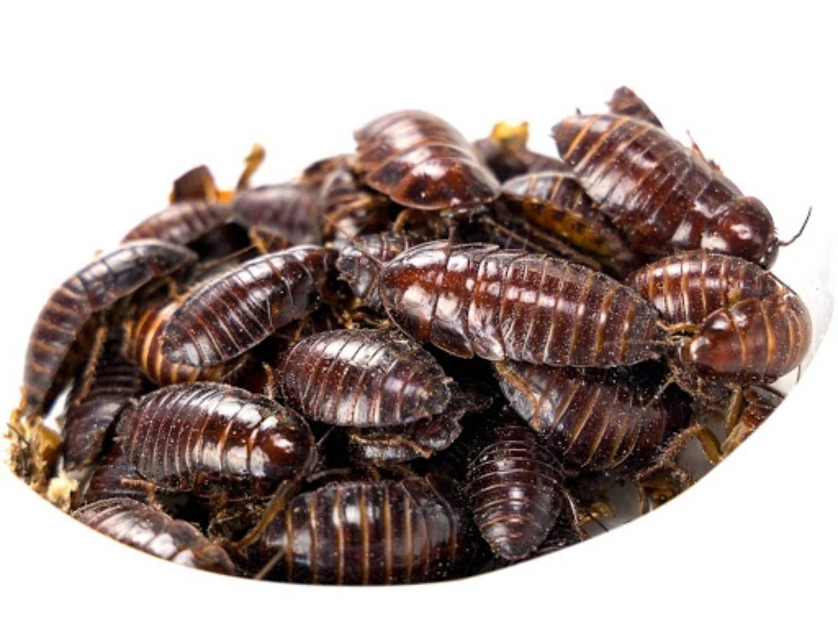 3/4" 1" Large Orange Head Roaches (100 Count)
