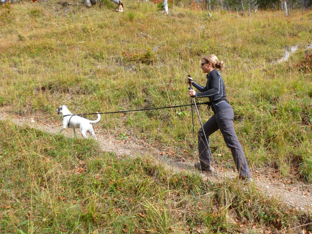 LACD Elastic Dog Leash No Hand